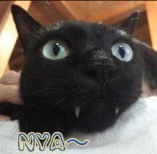 牙がそっくりな黒猫