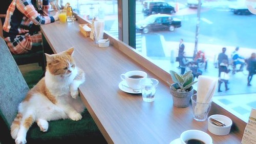 渋谷当たりの喫茶店で一休み？